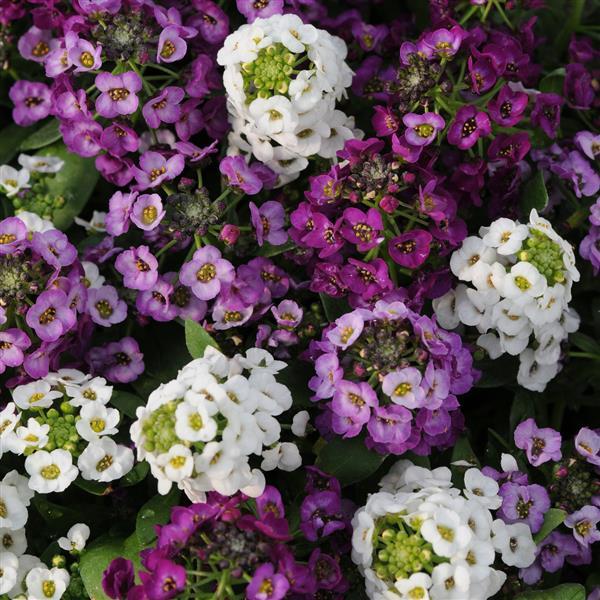 Alyssum