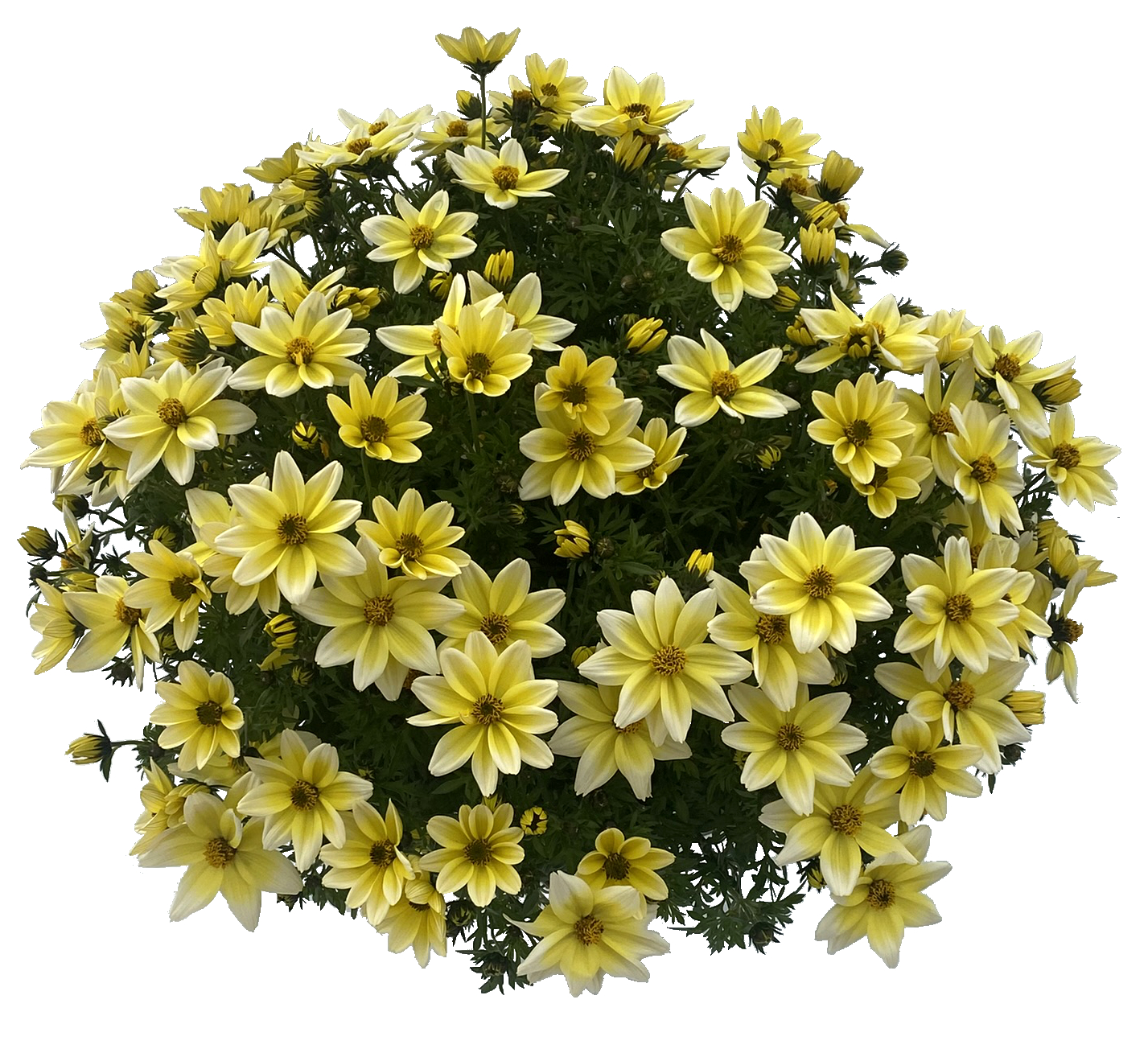 Bidens