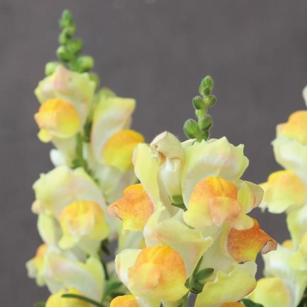 Snapdragon