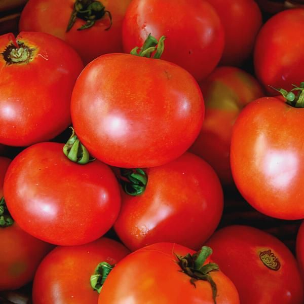 Scotia Tomato